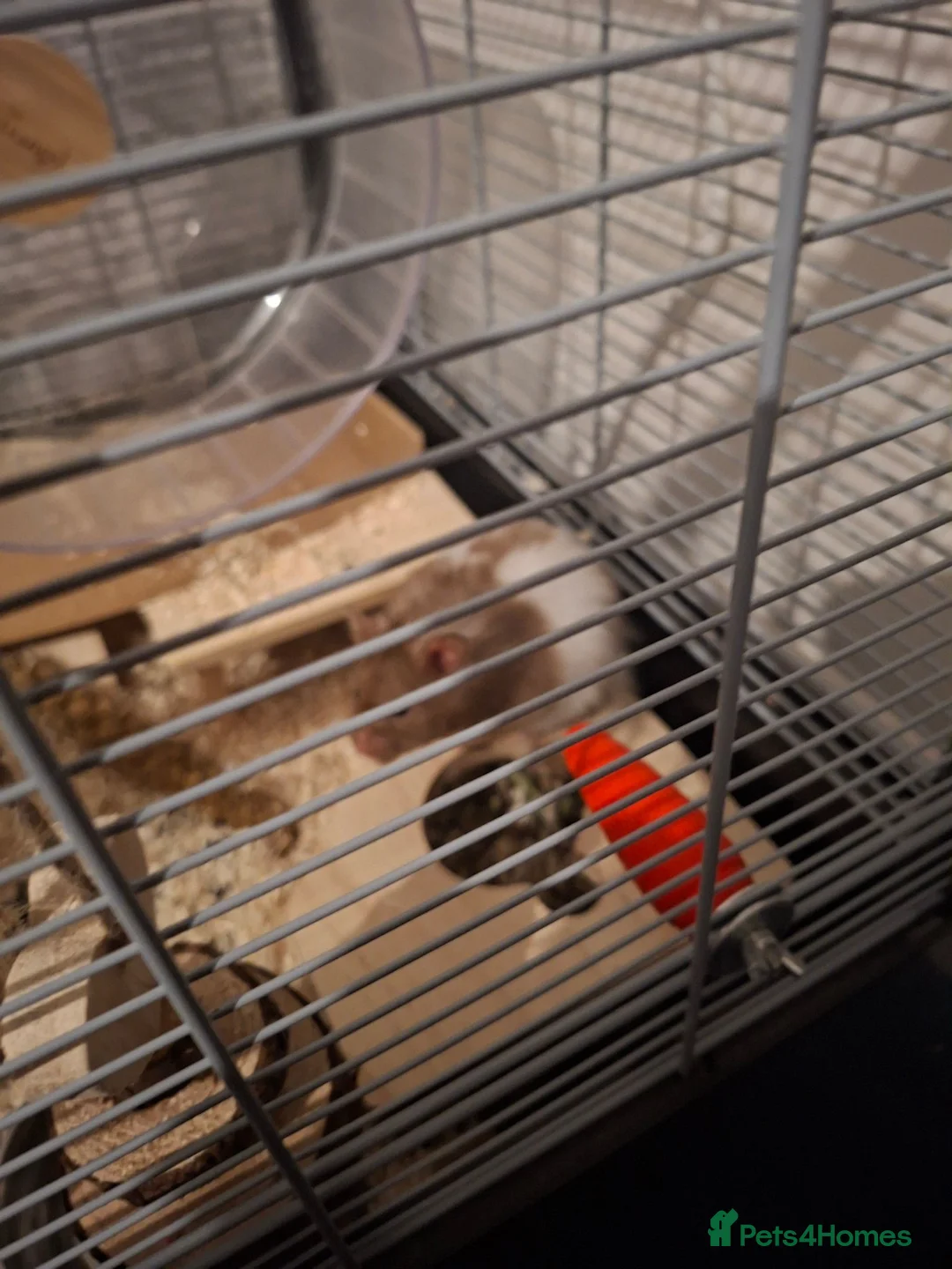 Hamster rodents for sale: 2 x male syrian hamsters approx 6 months old - Advert 13