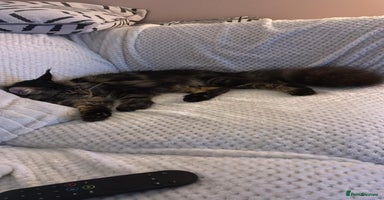 Maine Coon cats XL Russian Maine Coon Male - Advert 7