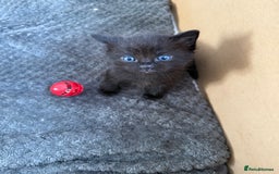 Siamese cats for sale: 4 boy kittens available  - Image 5