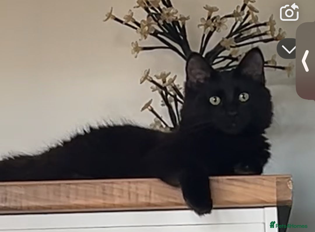 Mixed Breed cats for sale: 2 cats for sale  - Advert 1