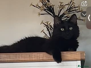 Mixed Breed cats for sale: 2 cats for sale - Advert 1