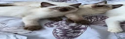 Ragdoll cats for sale: 💙 Beautiful Ragdoll Male Kittens 💙 - Advert 5