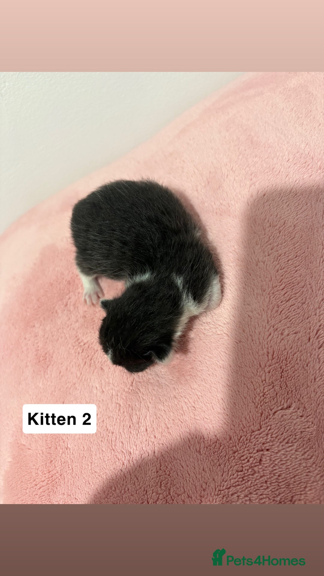 Mixed Breed cats for sale: 3 beautiful cross Maine coon kittens  - Image 4