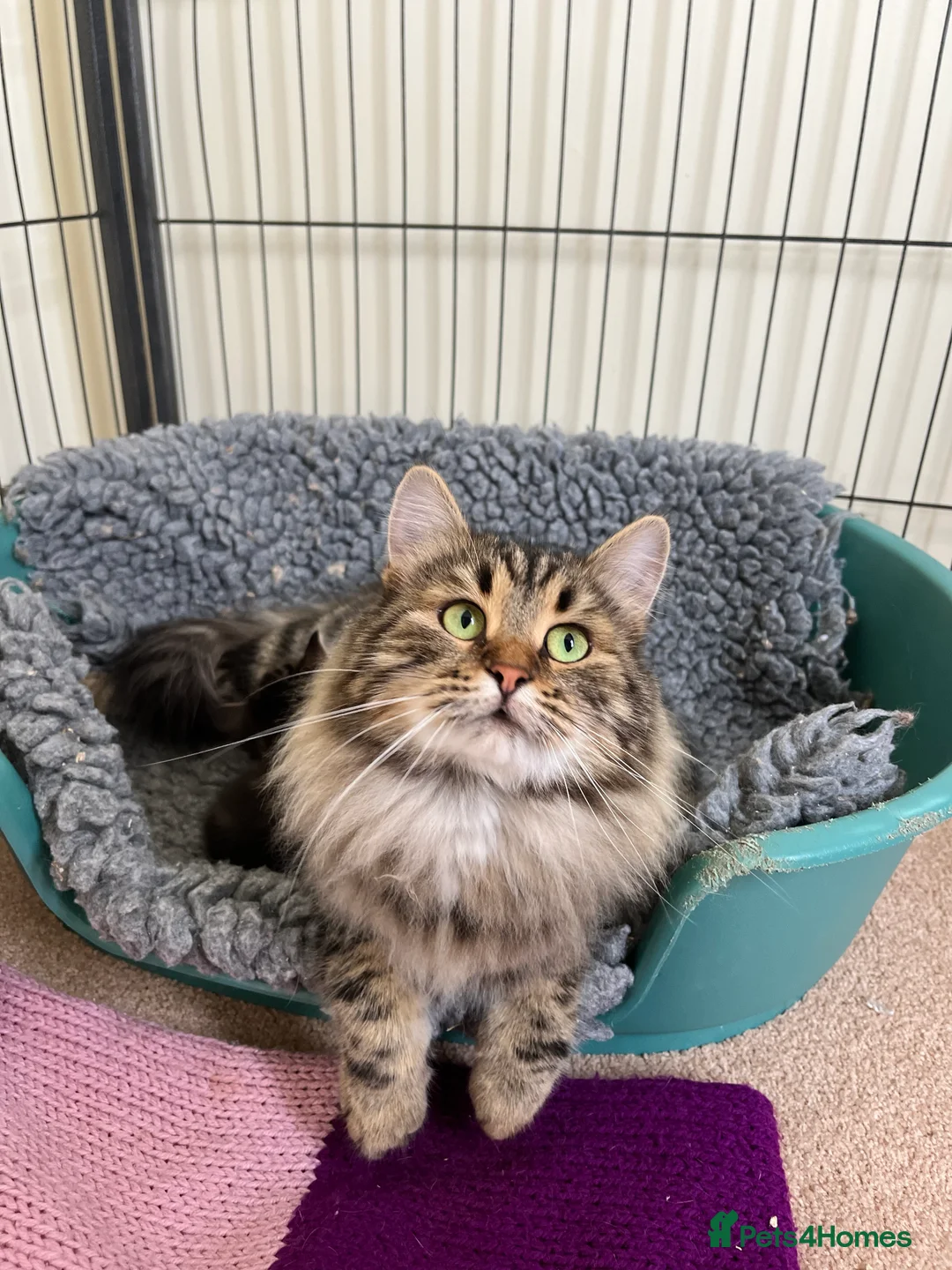 Siberian cats for sale: Traditional Siberian kittens  - Advert 3