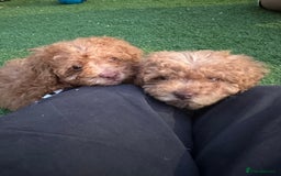 Toy Poodle dogs for sale: Toy Poodle Puppy 2 - Small toy poodle puppies ready now !  - Image 12