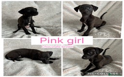 Mixed Breed dogs for sale: Pharaoh hound x blue whippet .last  of the litter  - Image 4