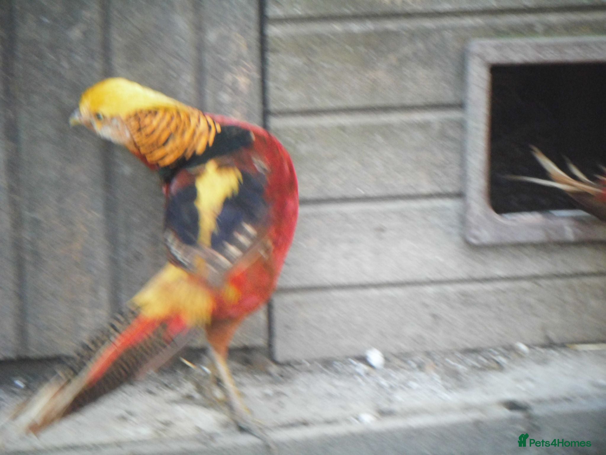 Pheasants poultry Beautiful Golden Pheasant - Advert 3
