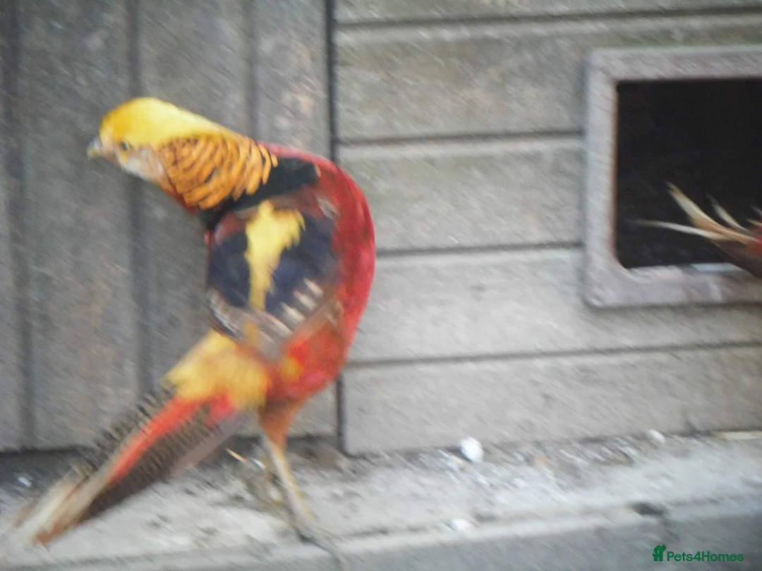 Pheasants poultry for sale: Beautiful Golden Pheasant in Ashford - Advert 1