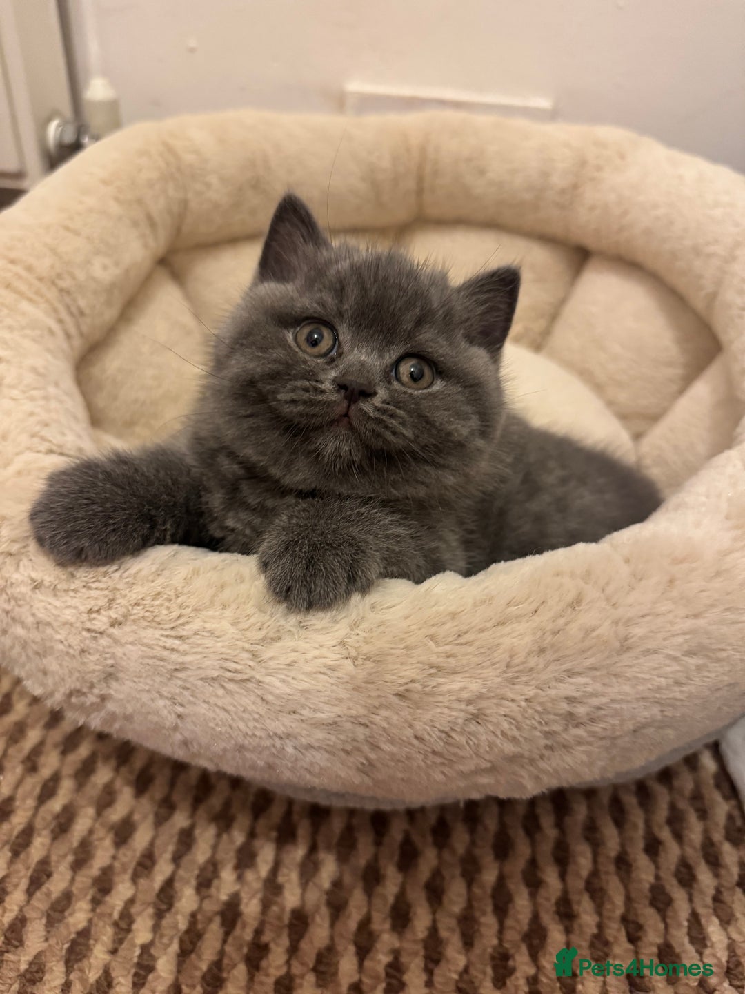 British Shorthair cats for sale: British Shorthair Blue 3 Girls GCCF registered  - Advert 17