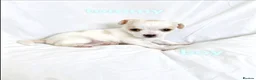 Mixed Breed dogs for sale: 11 Jack Russell x Chihuahua Puppies – 2 Litters - Advert 12