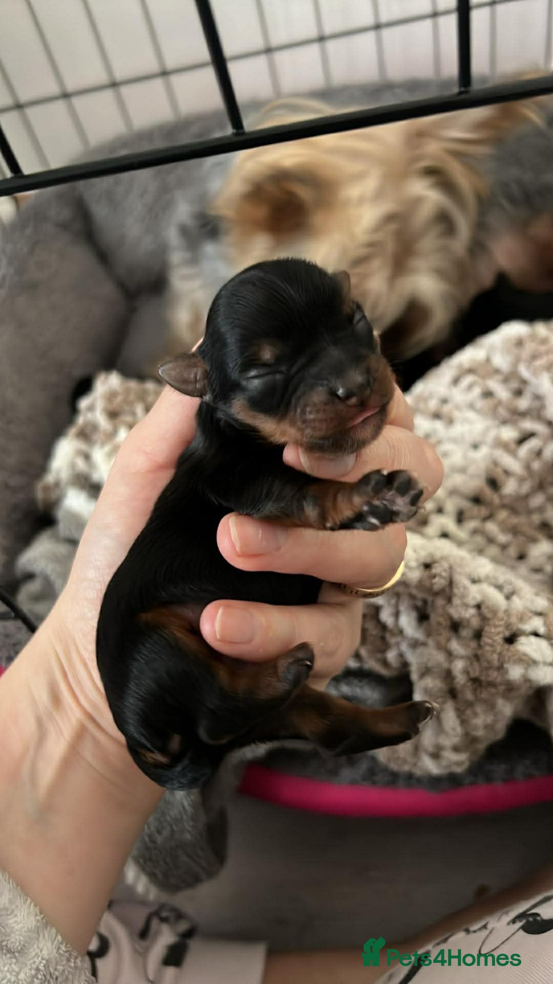 Yorkshire Terrier dogs for sale: Yorkshire Terrier puppies available from 14 Feb - Advert 4