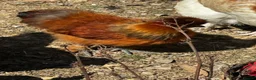 Chickens poultry for sale: Chicks, chickens, hatching eggs silkies Aracuanas - Advert 5