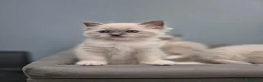 Ragdoll 1