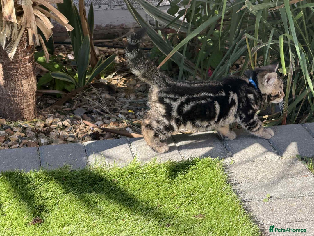 Bengal cats for sale: Bengal Cloud kittens / Maine coon - Image 10