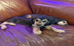 Cocker Spaniel dogs for sale: Dark Sable Cocker Spaniel Pups - Image 17