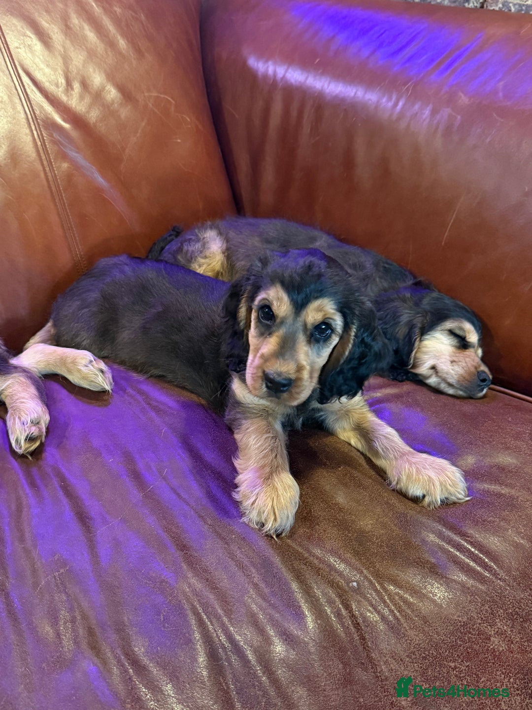 Cocker Spaniel dogs for sale: Dark Sable Cocker Spaniel Pups - Image 17