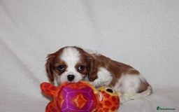 Cavalier King Charles Spaniel dogs for sale: Gorgeous Cavalier King Charles Spaniel puppies - Image 18