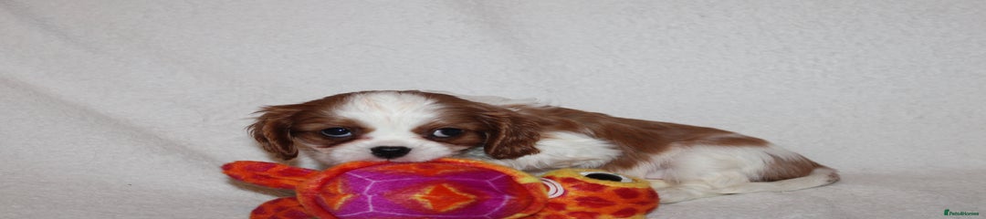 Cavalier King Charles Spaniel Puppy 4
