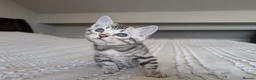 Bengal cats for sale: 🖤🩶🤍 Stunning Bengal Kittens 🤍🩶🖤 - Advert 20