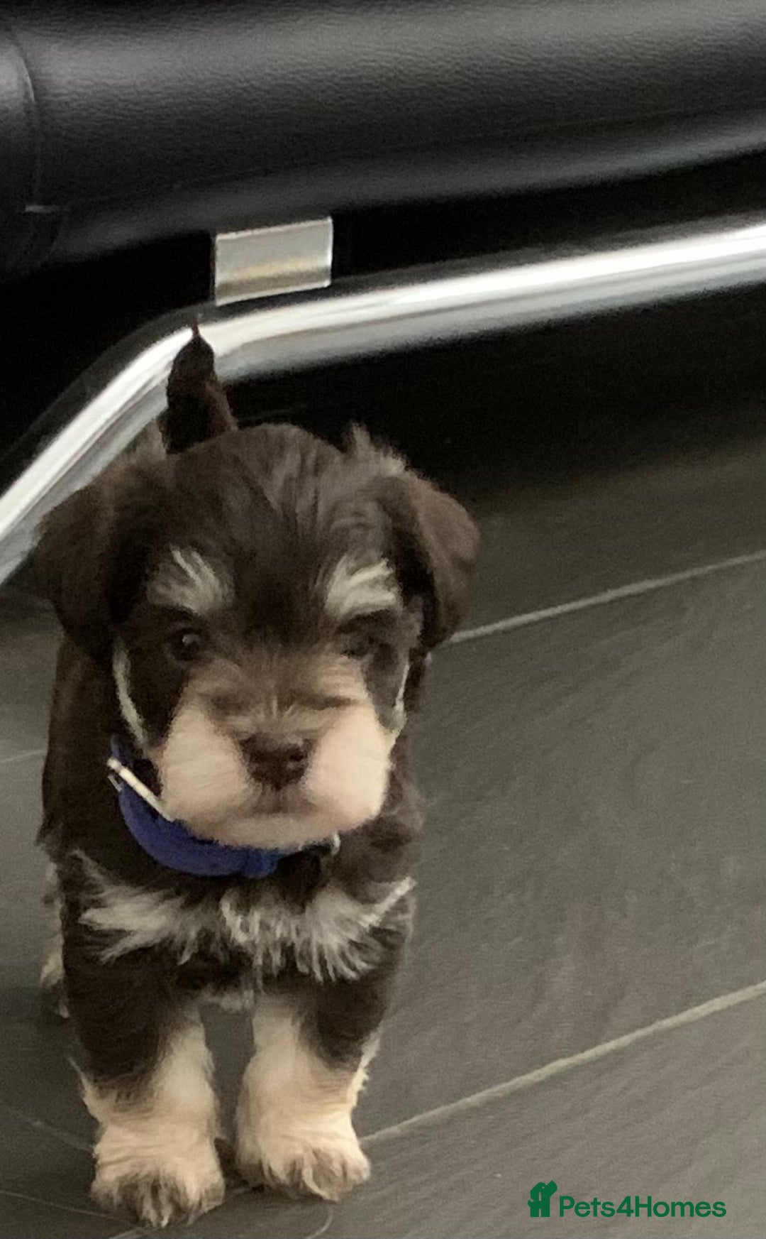 Miniature Schnauzer dogs for sale: 5* LICENSED - KC MINI (TOY) SCHNAUZER CHOCOLATE  - Advert 19