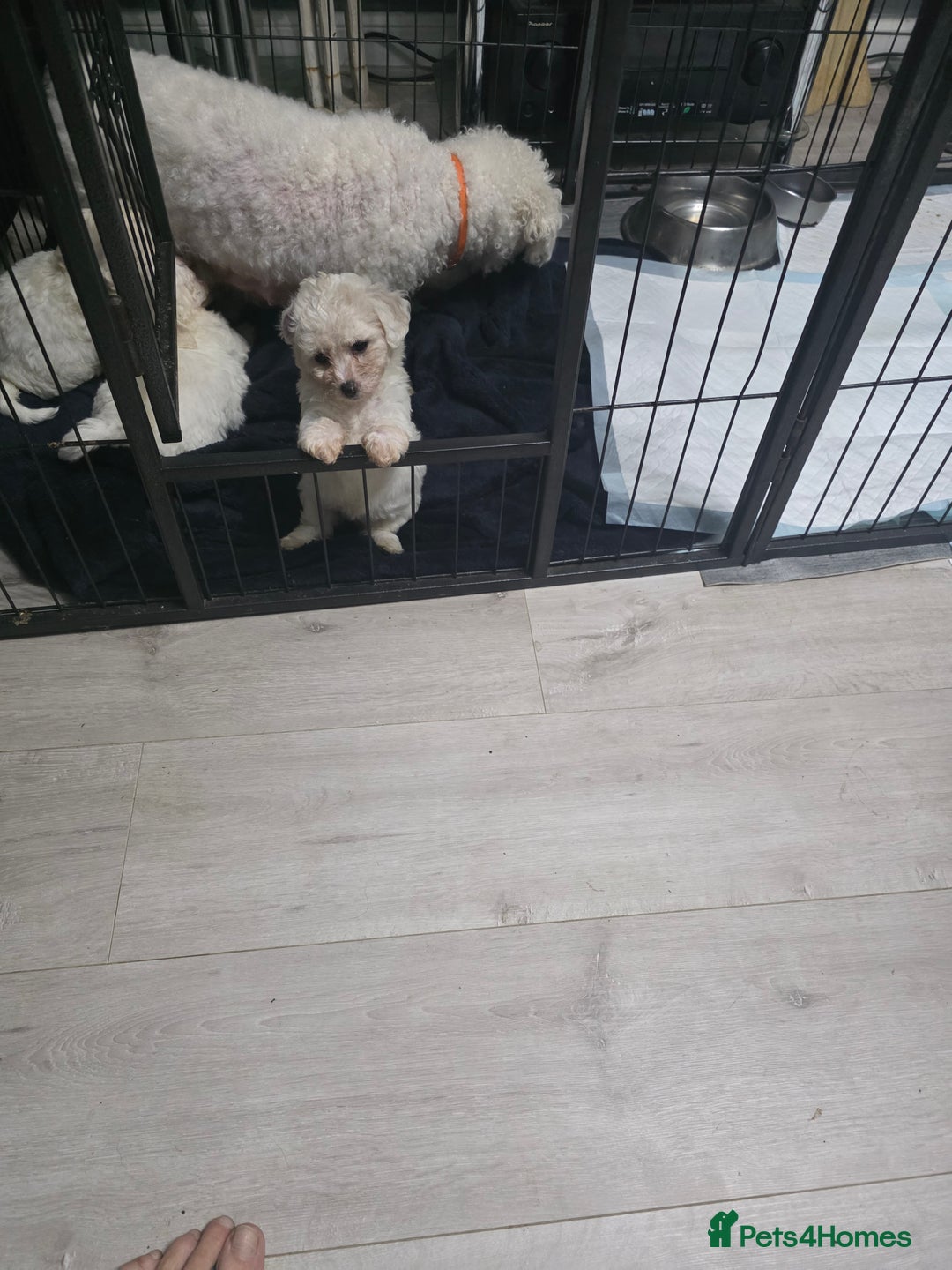 Bichon Frise dogs for sale: 4 bichon frise pedigree pups for sale  - Image 5