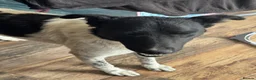 Mixed Breed dogs for adoption: Sweet Pepita looking for True Love  - Advert 1