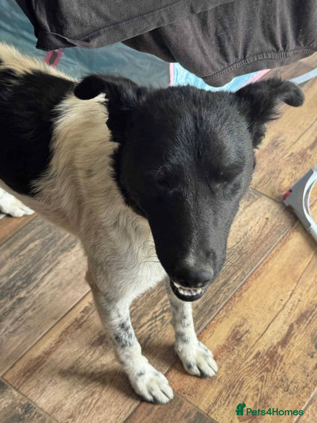Mixed Breed dogs for adoption: Sweet Pepita looking for True Love  - Advert 1