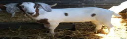 Goats livestock for sale: 6‑Month‑old Wether Goats for Sale - Advert 11