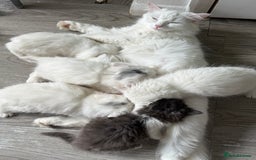 Turkish Angora cats for sale: 8 weeks old kitties girls left - Image 1