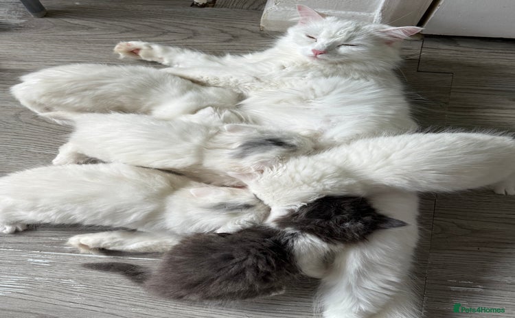 Turkish Angora cats - Advert 1