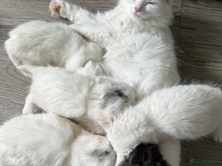 Turkish Angora cats - Advert 4