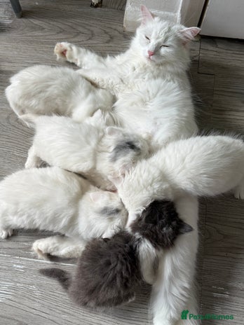 Turkish Angora cats - Advert 17