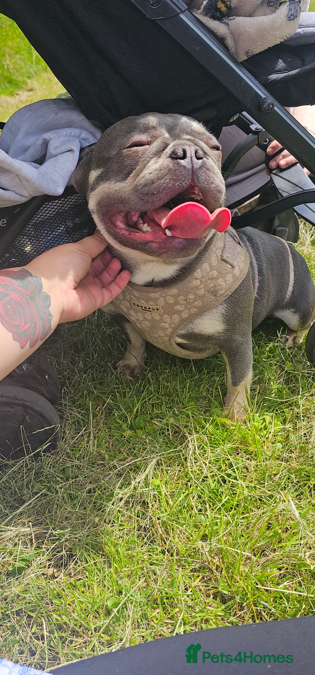 French Bulldog dogs for sale: French bulldog puppies  - Advert 15