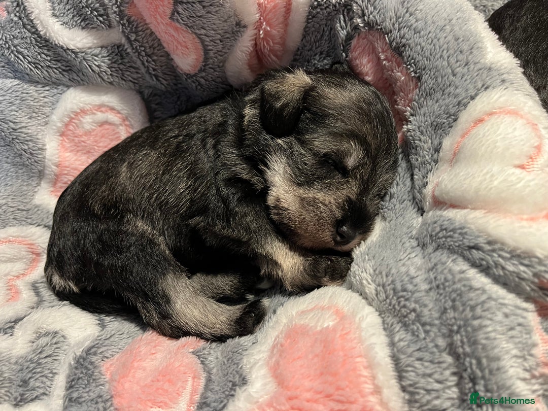 Miniature Schnauzer dogs for sale: Beautiful KC miniature Schnauzers  - Advert 3