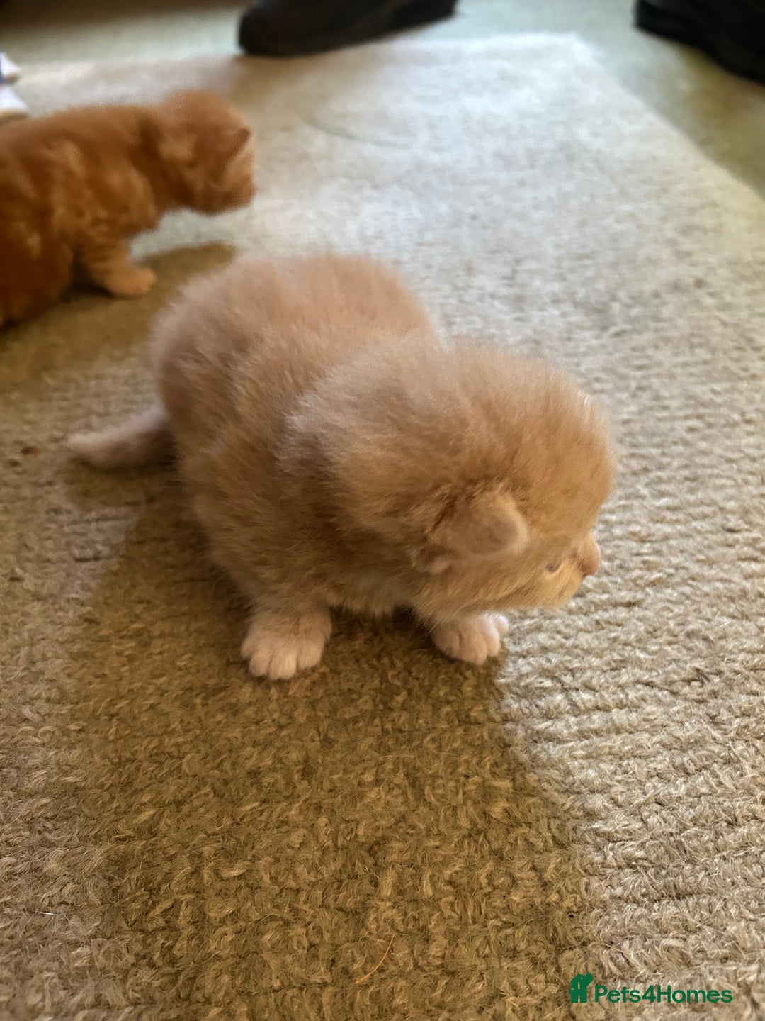 Mixed Breed cats for sale: 5 kittens for sale  - Image 18
