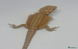 Bearded Dragon reptiles for sale: Baby beardies - Image 10