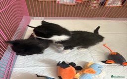 Domestic Shorthair cats for sale: Two kittens  - Image 3