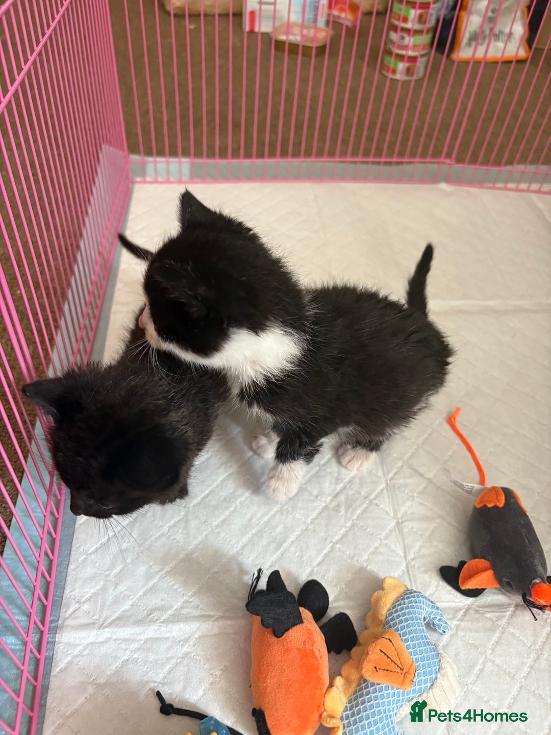 Domestic Shorthair cats for sale: Two kittens  - Image 3