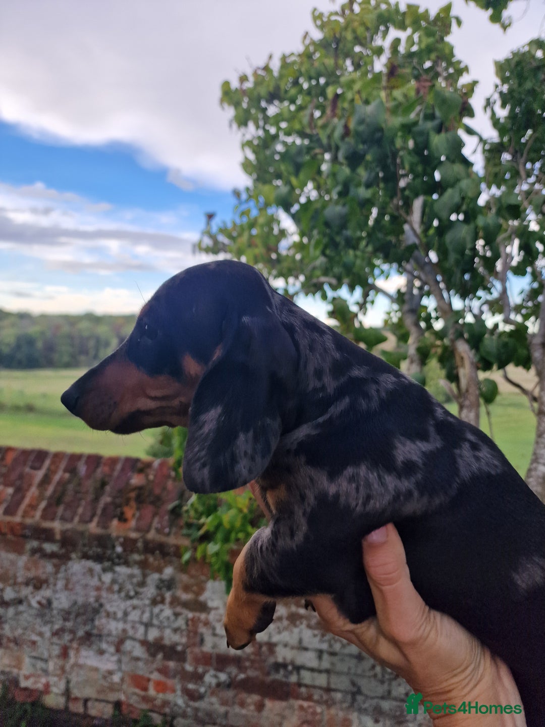 Dachshund dogs for sale: Standard Dachshund Show-quality Puppies - Image 4