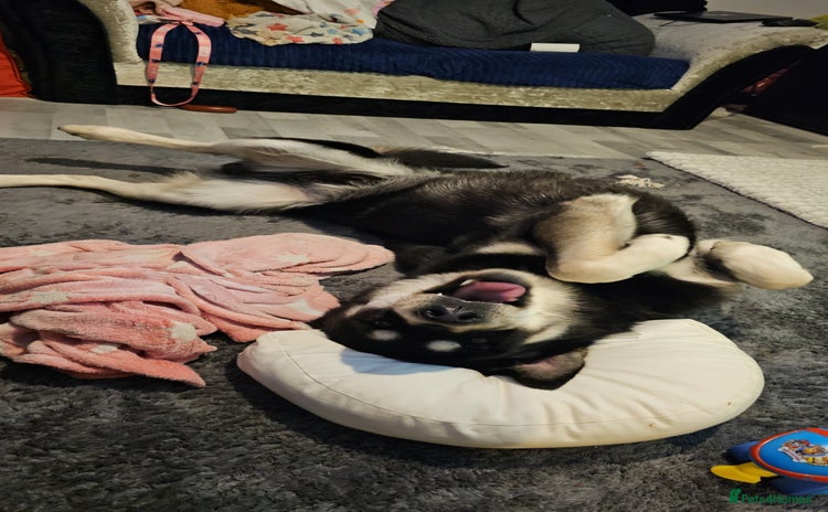 Mixed Breed dogs - Advert 3