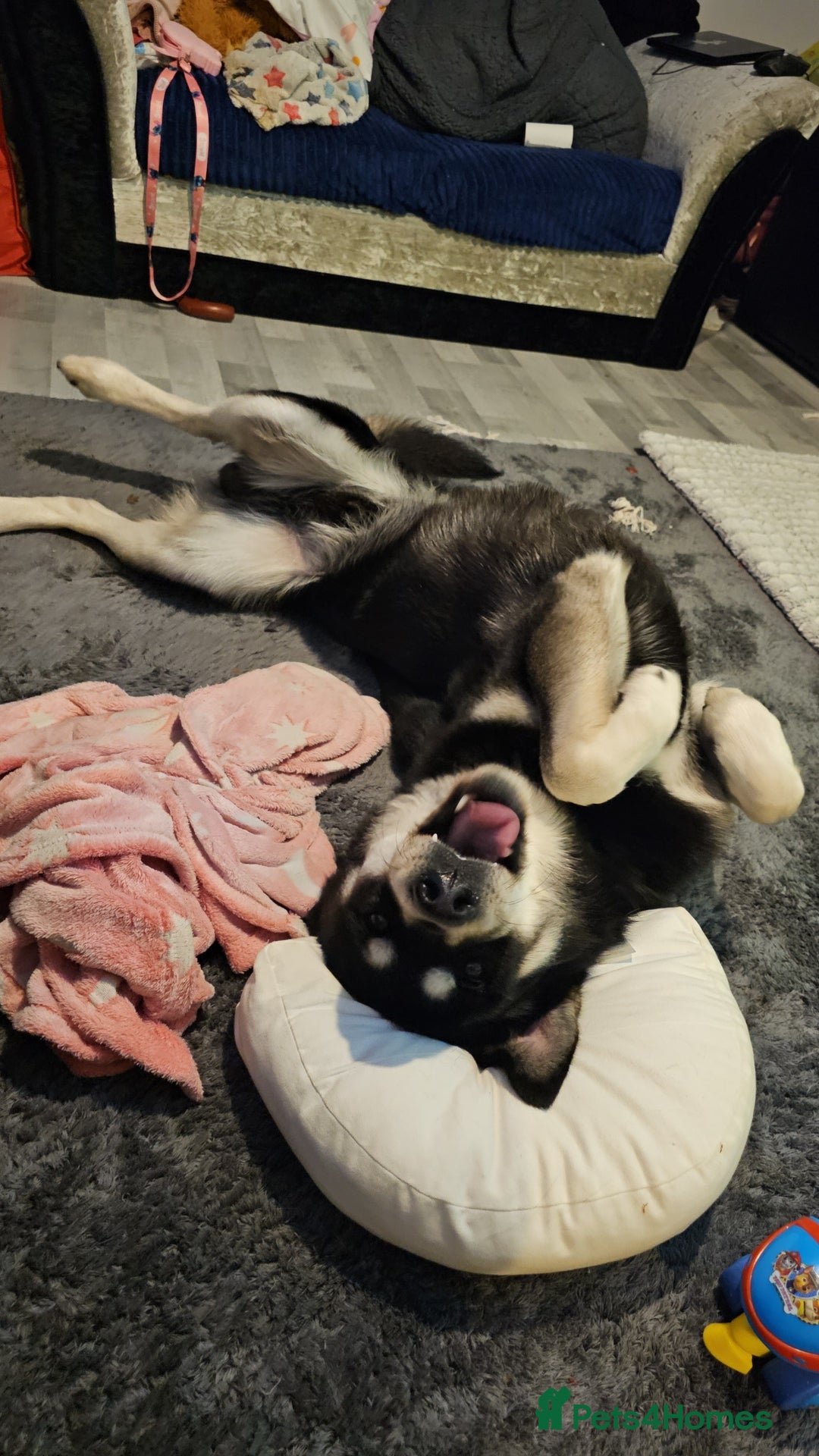 Mixed Breed dogs for sale: 3 year old Male Husky cross - Image 1