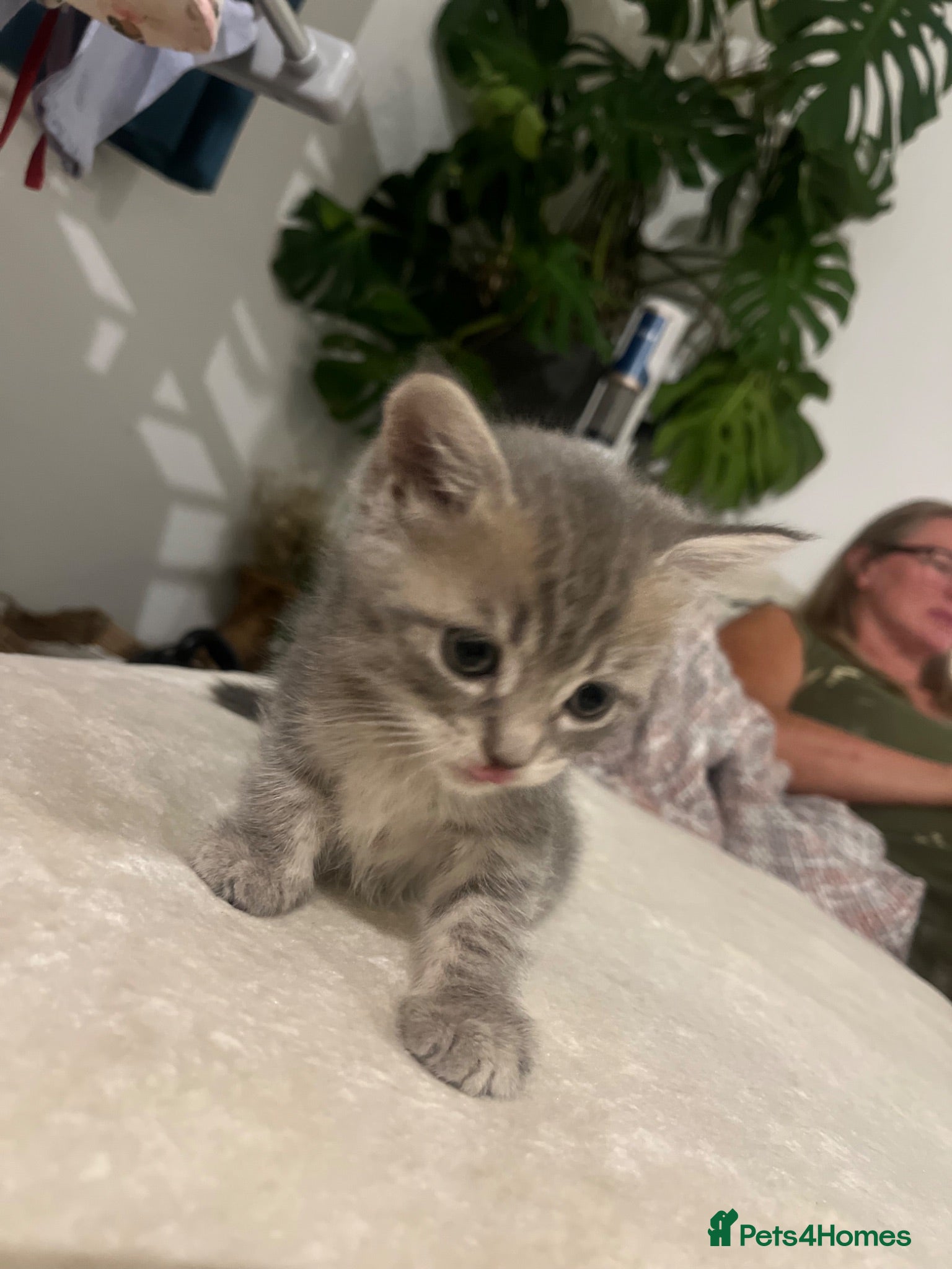 Mixed Breed cats Cute grey mix breed baby kittens  - Advert 1