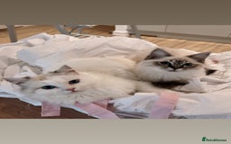 Ragdoll cats for sale: RAGDOLL KITTENS COMING SOON - Image 2