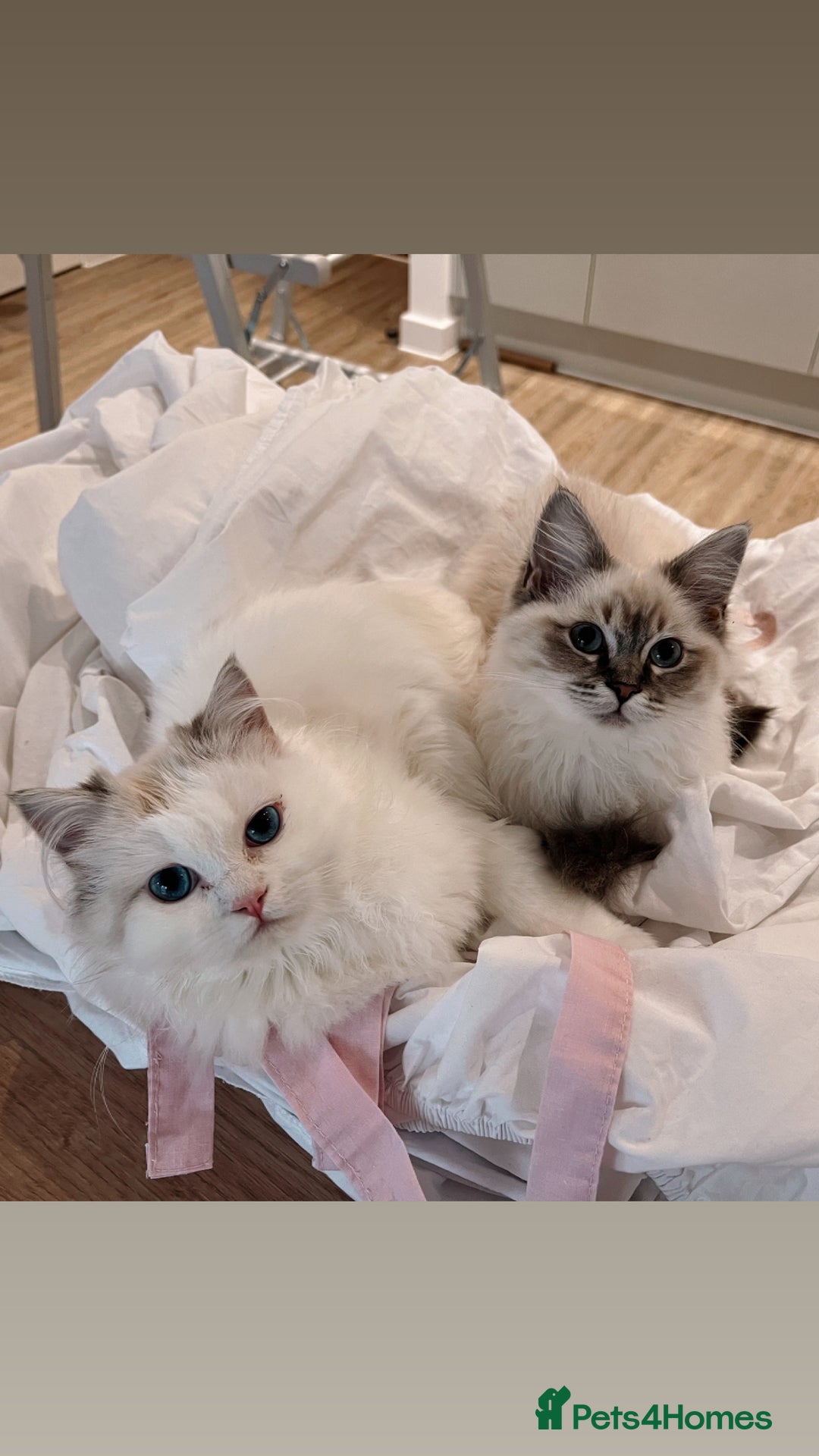 Ragdoll cats for sale: RAGDOLL KITTENS COMING SOON - Image 2