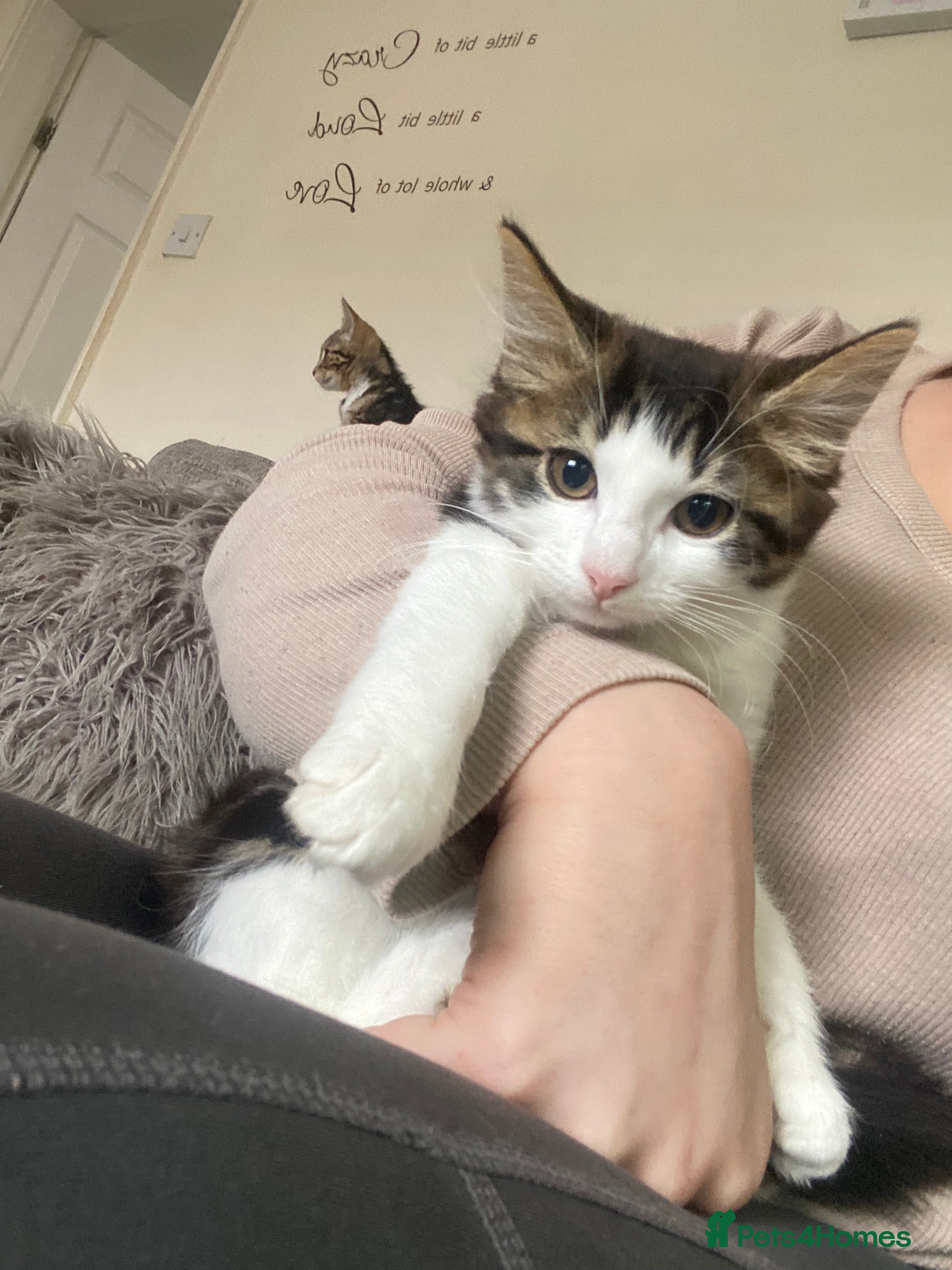 Mixed Breed cats for sale: Last female kitten for sale  - Advert 4