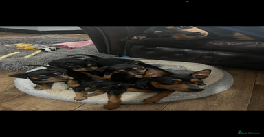 Miniature Pinscher dogs - Advert 1