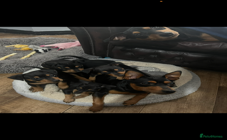 Miniature Pinscher dogs - Advert 11