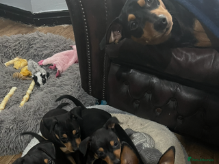 Miniature Pinscher dogs - Advert 2