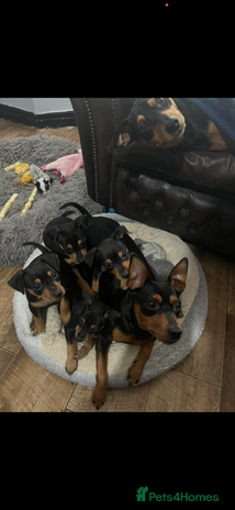Miniature Pinscher dogs - Advert 1