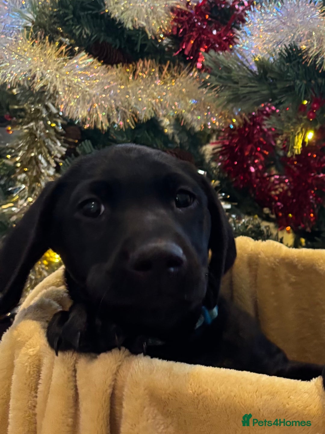 Labrador Retriever dogs for sale: KC Fully Health Tested Outstanding Working Line - Advert 8